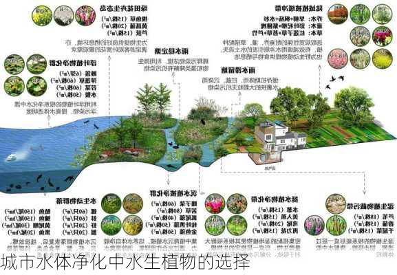 城市水体净化中水生植物的选择