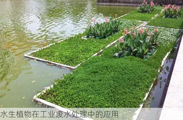 水生植物在工业废水处理中的应用