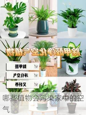 哪些植物会污染家中的空气