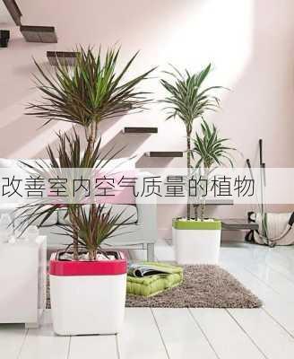 改善室内空气质量的植物