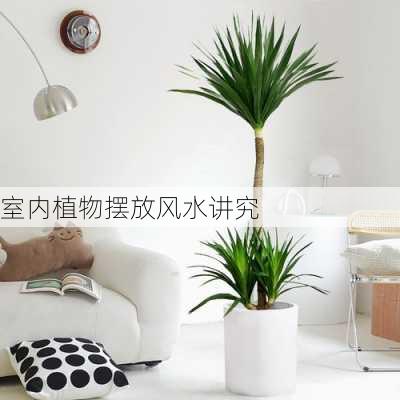 室内植物摆放风水讲究