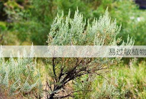 易过敏植物