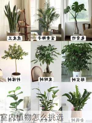 室内植物怎么挑选