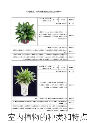 室内植物的种类和特点