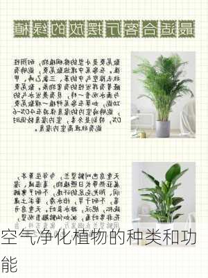 空气净化植物的种类和功能