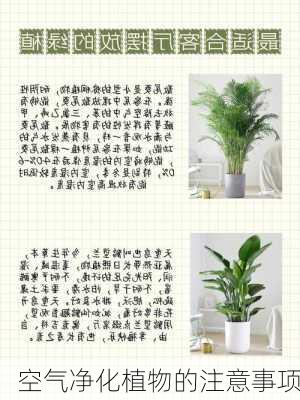 空气净化植物的注意事项