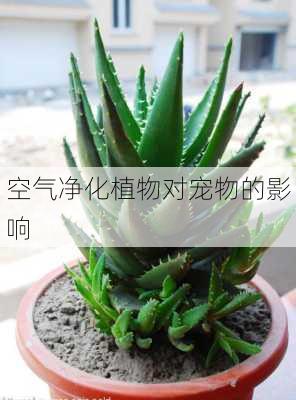空气净化植物对宠物的影响