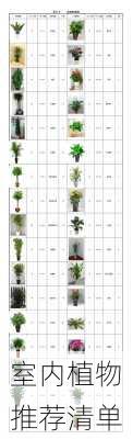 室内植物推荐清单