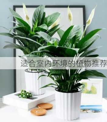 适合室内环境的植物推荐