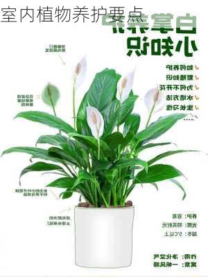 室内植物养护要点