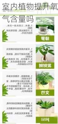 室内植物提升氧气含量吗