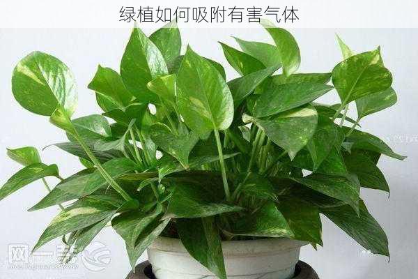 绿植如何吸附有害气体