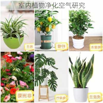 室内植物净化空气研究