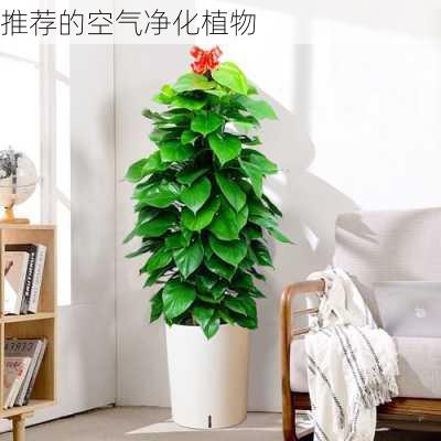 推荐的空气净化植物