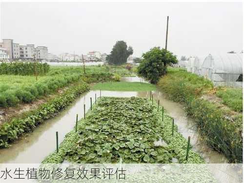 水生植物修复效果评估
