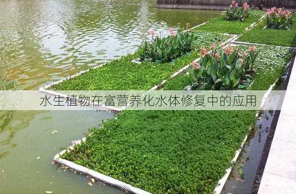 水生植物在富营养化水体修复中的应用