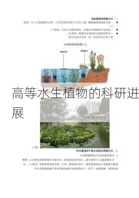 高等水生植物的科研进展