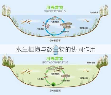 水生植物与微生物的协同作用
