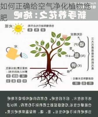 如何正确给空气净化植物施肥