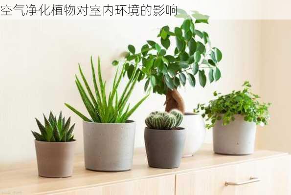 空气净化植物对室内环境的影响