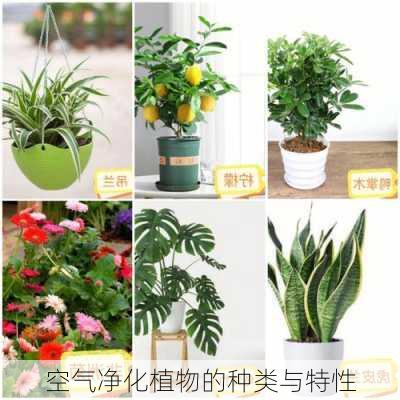 空气净化植物的种类与特性
