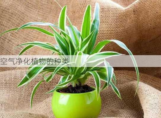 空气净化植物的种类