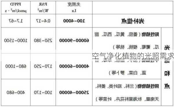 空气净化植物的光照需求