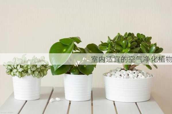 室内适宜的空气净化植物