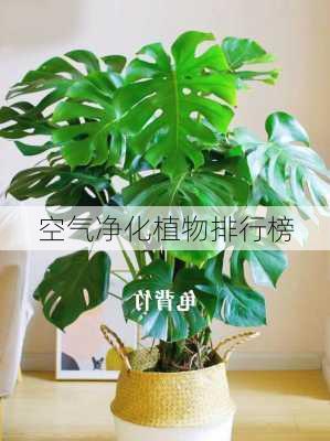 空气净化植物排行榜