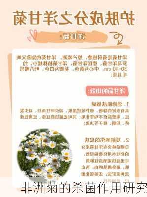 非洲菊的杀菌作用研究