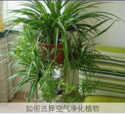 如何选择空气净化植物
