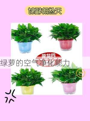 绿萝的空气净化能力