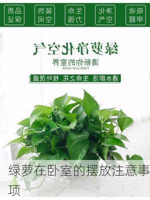 绿萝在卧室的摆放注意事项