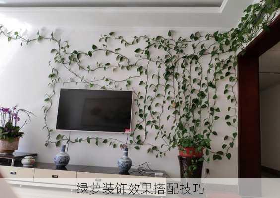 绿萝装饰效果搭配技巧