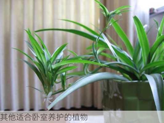 其他适合卧室养护的植物