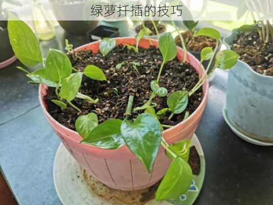 绿萝扦插的技巧