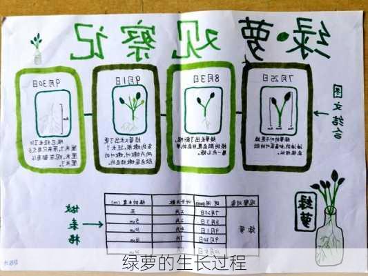 绿萝的生长过程