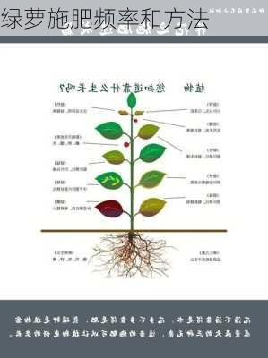 绿萝施肥频率和方法