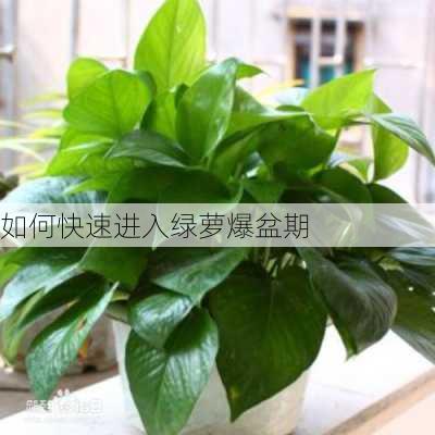 如何快速进入绿萝爆盆期