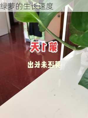 绿萝的生长速度