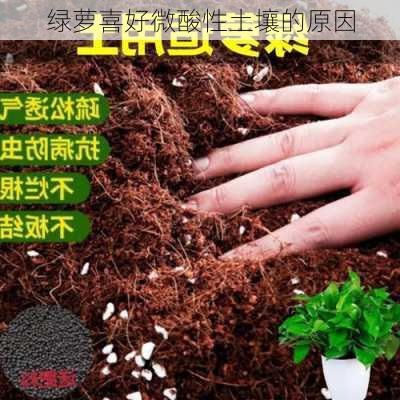 绿萝喜好微酸性土壤的原因