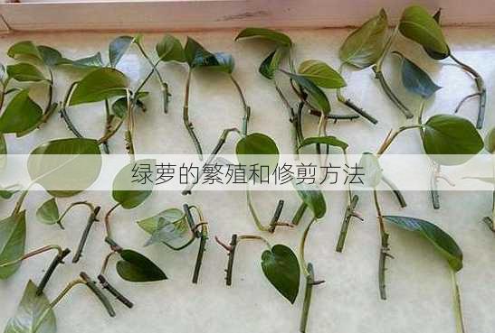 绿萝的繁殖和修剪方法