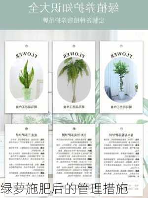 绿萝施肥后的管理措施