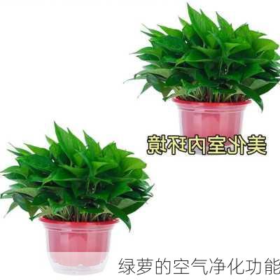 绿萝的空气净化功能