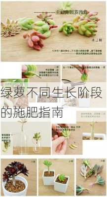 绿萝不同生长阶段的施肥指南