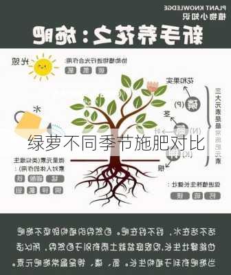 绿萝不同季节施肥对比