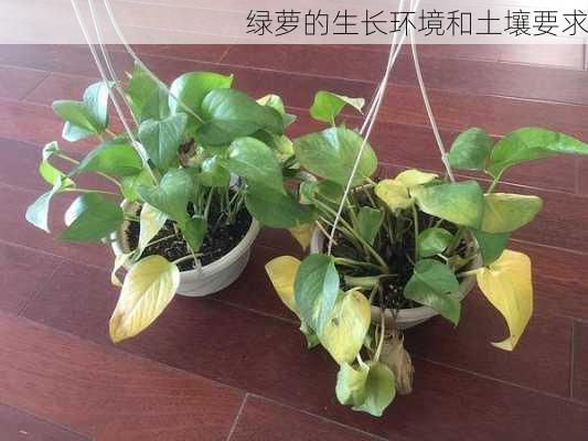 绿萝的生长环境和土壤要求