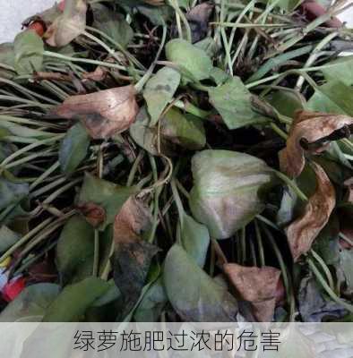 绿萝施肥过浓的危害