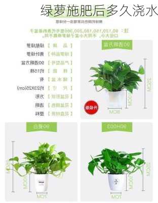 绿萝施肥后多久浇水
