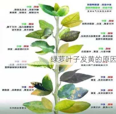 绿萝叶子发黄的原因